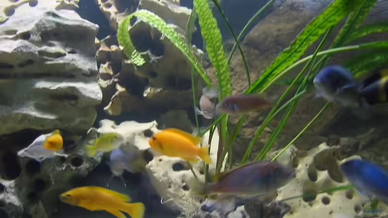 Aquarium Becken 114 von Michael Schmidt (2)