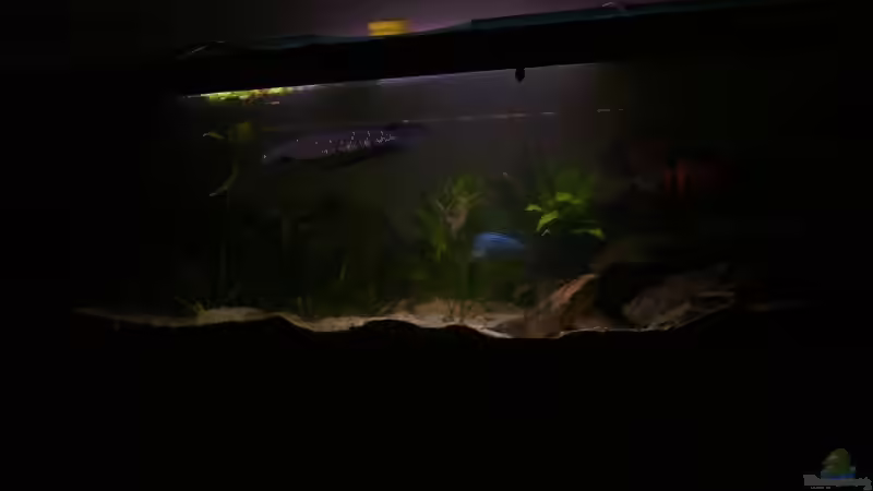 Aquarium Becken 11409 von Schmitzi (6)