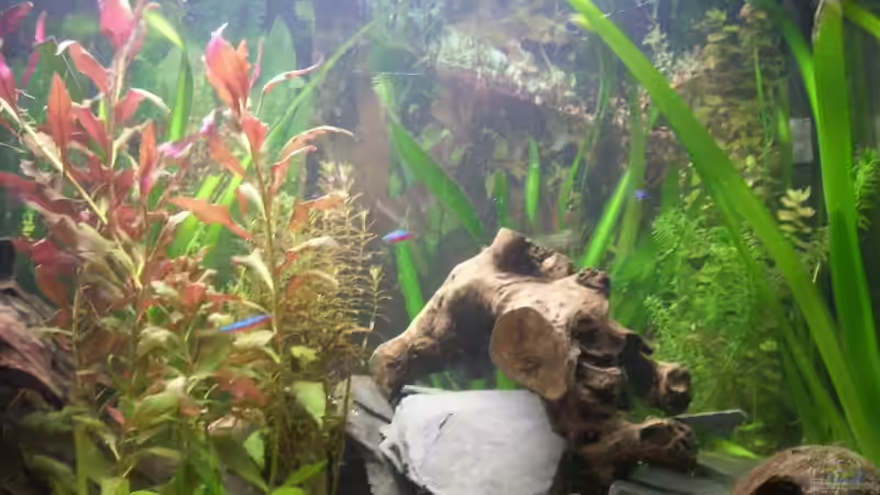 Aquarium Becken 11411 von Steffen Wenzel (2)