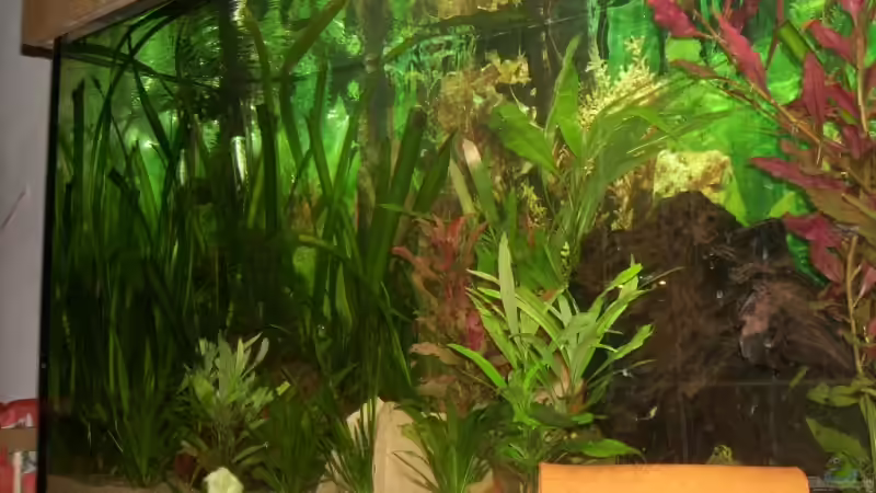 Aquarium Becken 11411 von Steffen Wenzel (3)