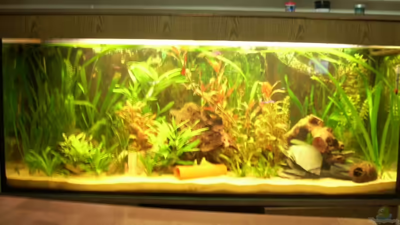 Aquarium Becken 11411 von Steffen Wenzel (5)