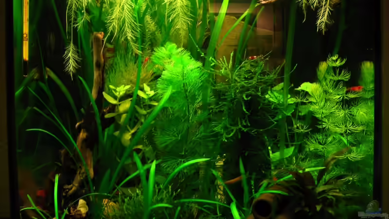 Aquarium Becken 11415 von Niko Toumanidis (2)