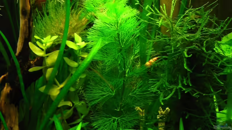 Aquarium Becken 11415 von Niko Toumanidis (3)