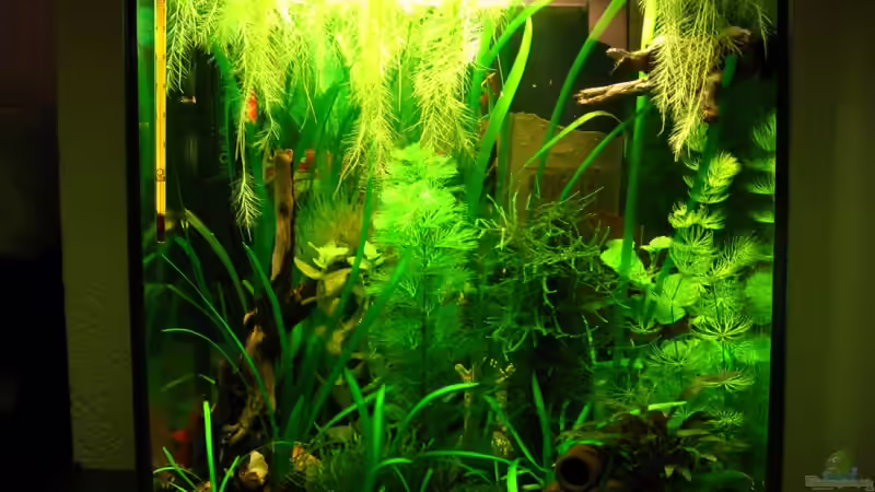 Aquarium Becken 11415 von Niko Toumanidis (4)