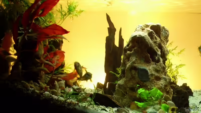 Aquarium Becken 11416 von Pascal Kapphan (2)