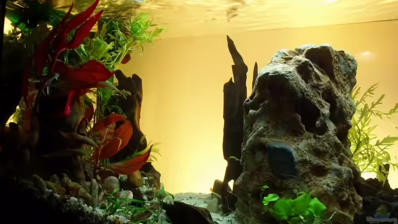 Aquarium Becken 11416 von Pascal Kapphan (3)