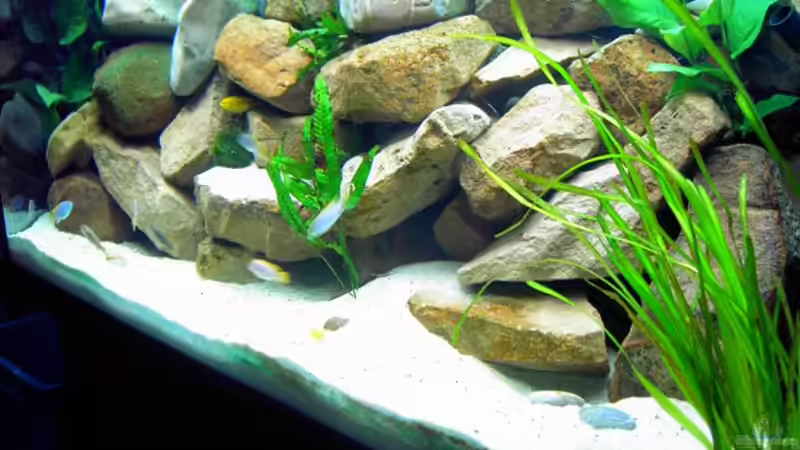 Aquarium Becken 1143 von Sebastian Hornberger (2)