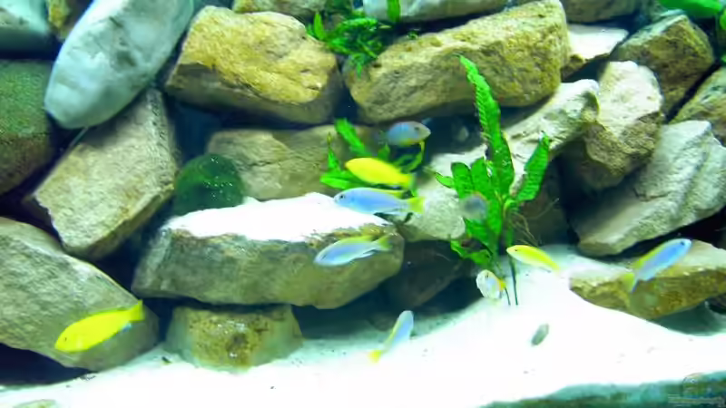 Aquarium Becken 1143 von Sebastian Hornberger (3)