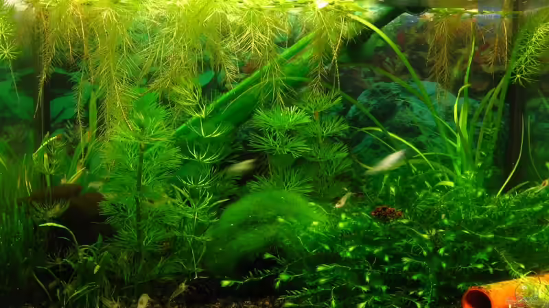 Aquarium Becken 11436 von Niko Toumanidis (2)