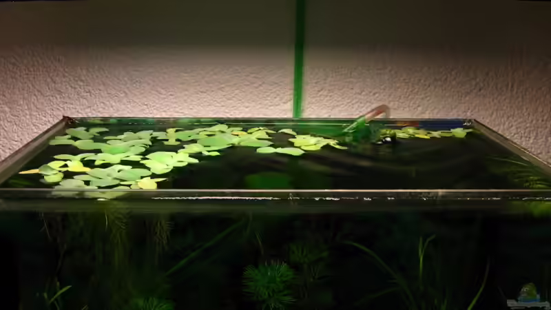 Aquarium Becken 11436 von Niko Toumanidis (3)