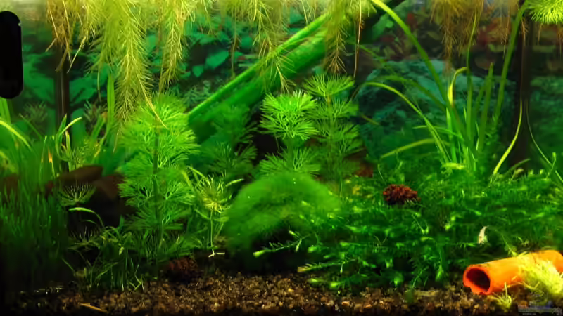 Aquarium Becken 11436 von Niko Toumanidis (4)