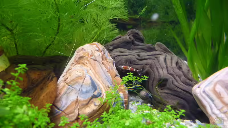 Aquarium Becken 11451 von bd7063 (3)