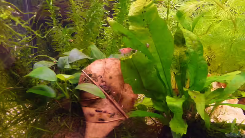 Aquarium Becken 11451 von bd7063 (4)