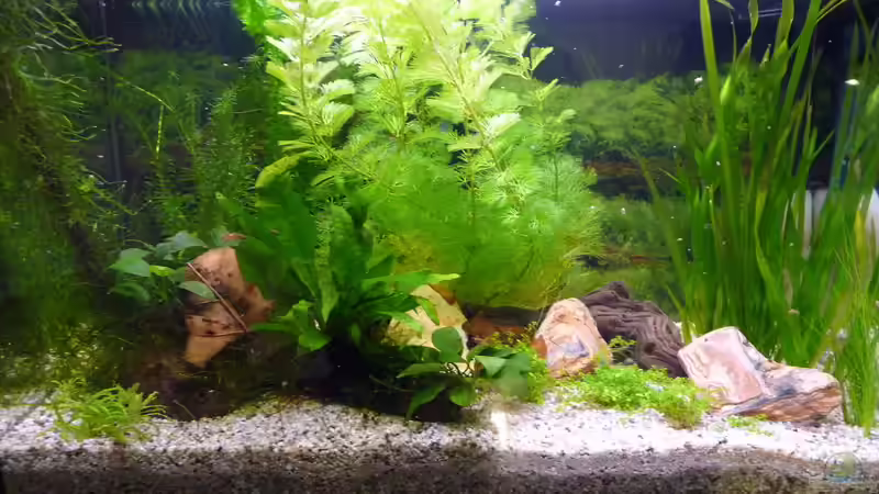 Aquarium Becken 11451 von bd7063 (5)