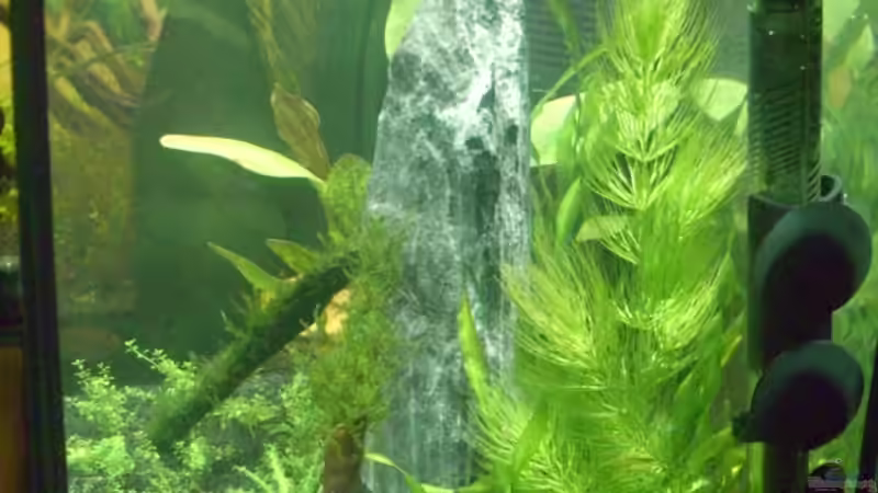 Aquarium Becken 11461 von Georg (2)