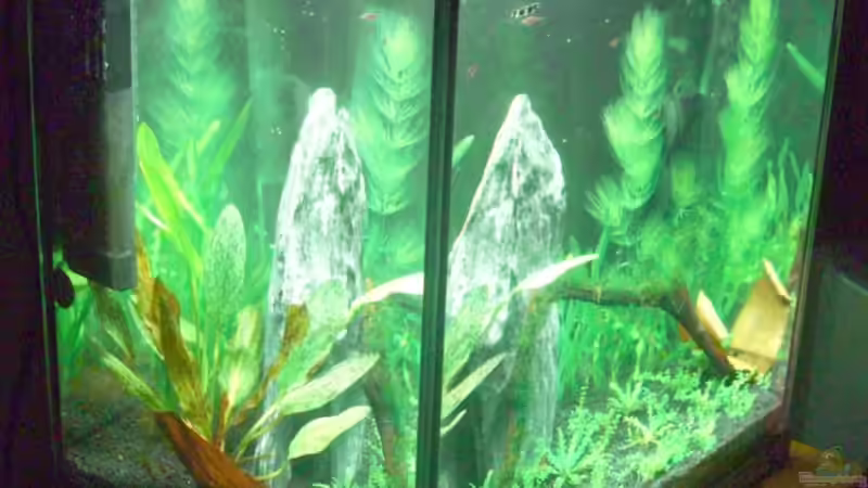 Aquarium Becken 11461 von Georg (3)