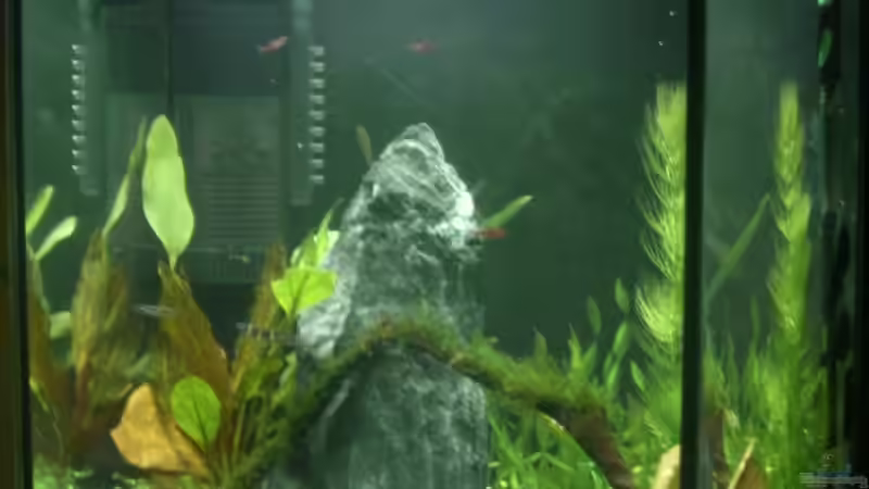 Aquarium Becken 11461 von Georg (4)