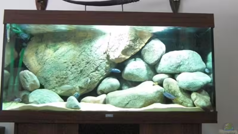 Aquarium Becken 11465 von Andre Walz (6)