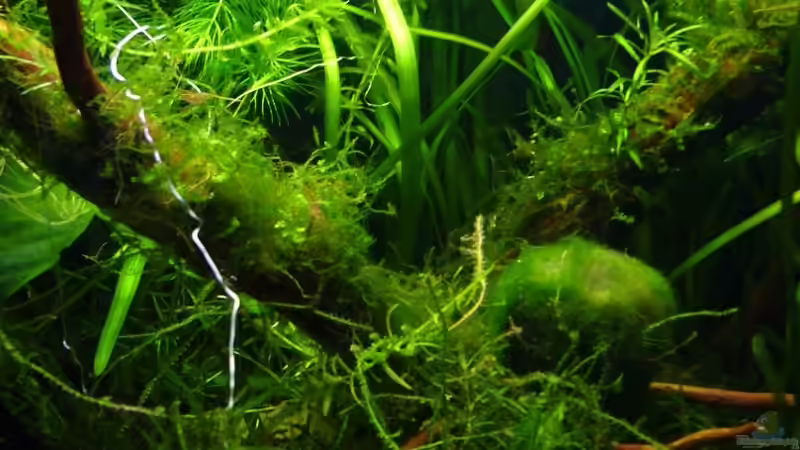 Aquarium Becken 11470 von njio (2)