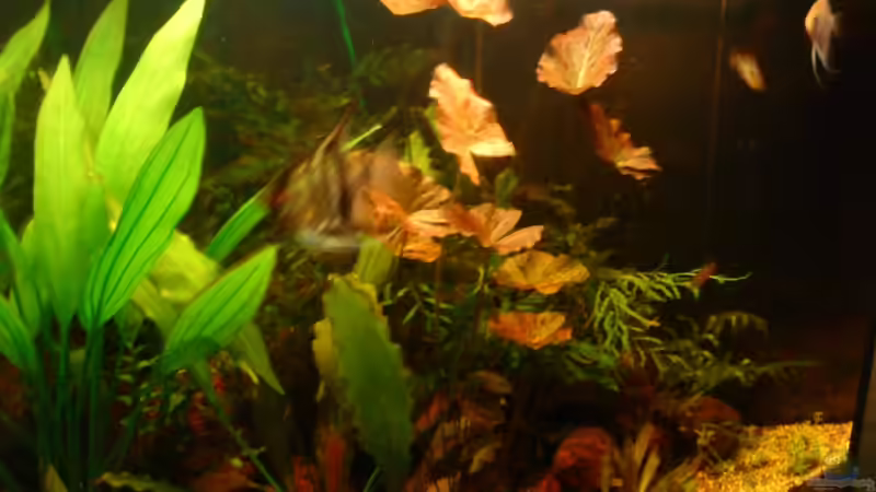 Aquarium Becken 11471 von Marcus Roth (11)