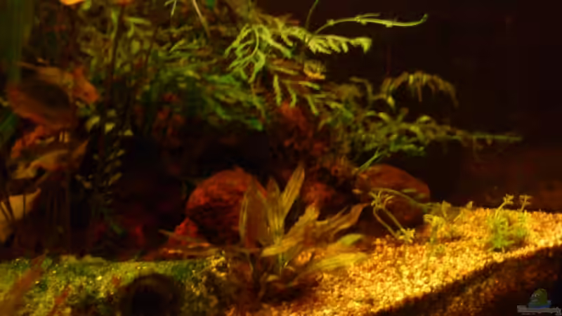 Aquarium Becken 11471 von Marcus Roth (12)