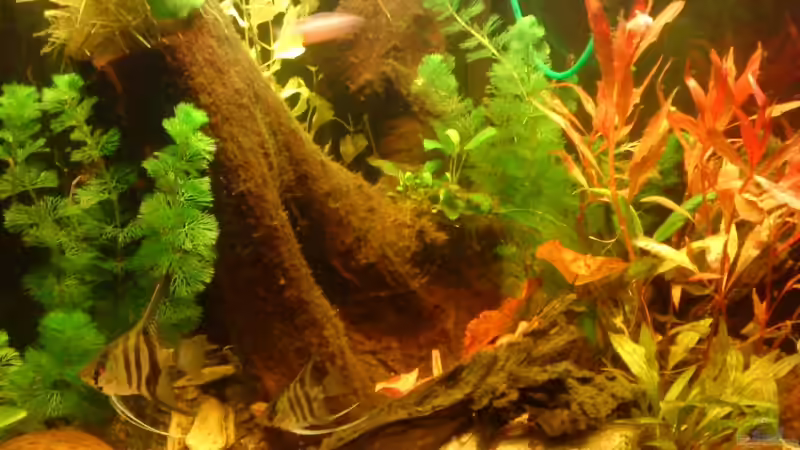 Aquarium Becken 11471 von Marcus Roth (6)