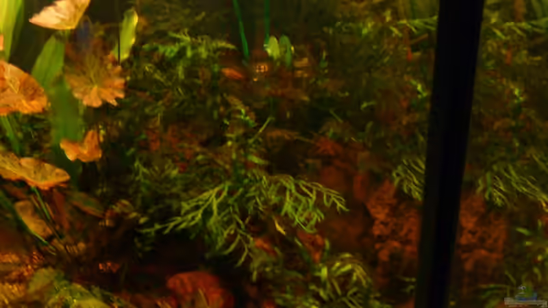 Aquarium Becken 11471 von Marcus Roth (8)