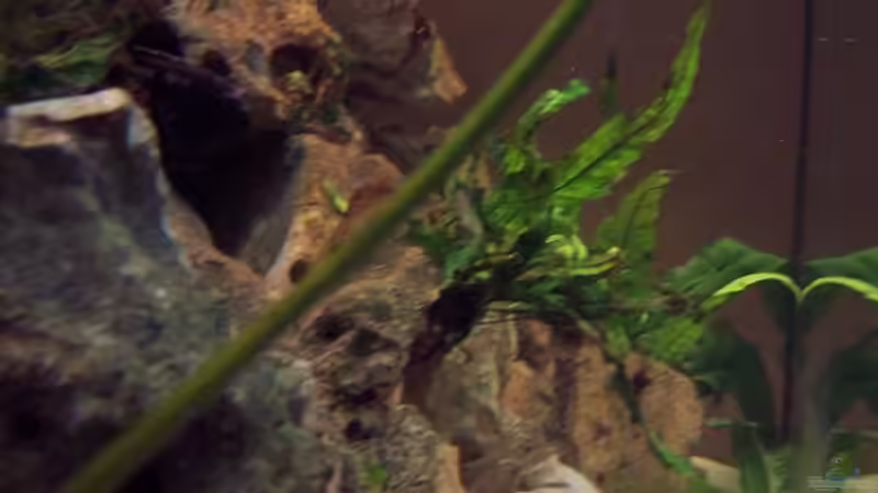 Aquarium Becken 1148 von Jürgen Jakobi (3)