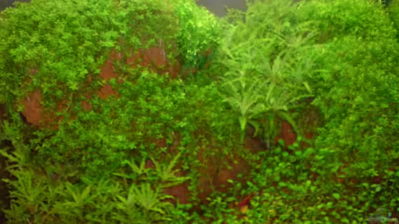 Aquarium Becken 11483 von Stefan B. (3)