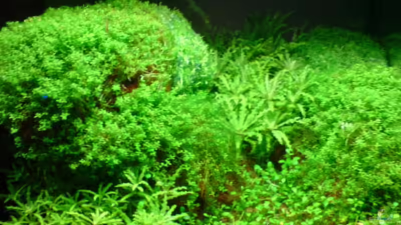 Aquarium Becken 11483 von Stefan B. (5)