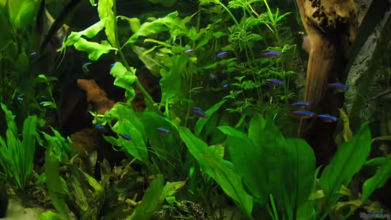 Aquarium Becken 11494 von Marcus.H (3)