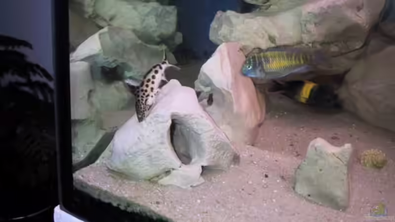 Aquarium Becken 115 von Karsten Garn (6)