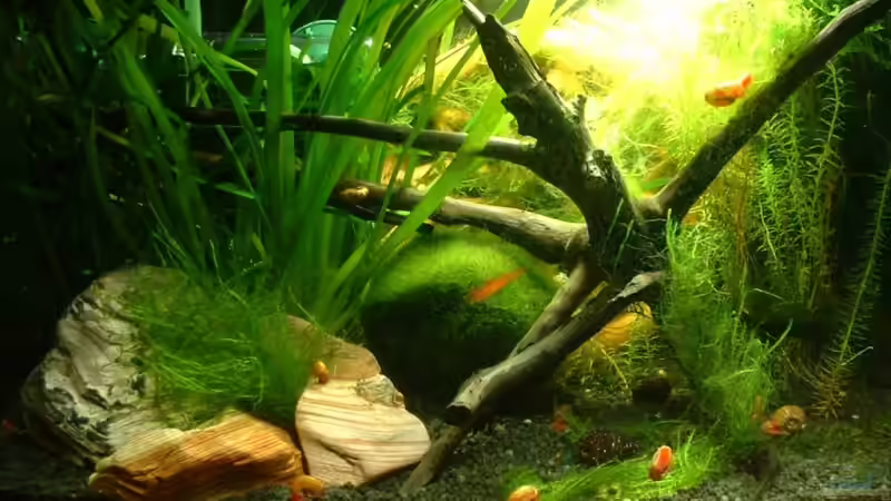 Aquarium Becken 11504 von Eleanor (2)