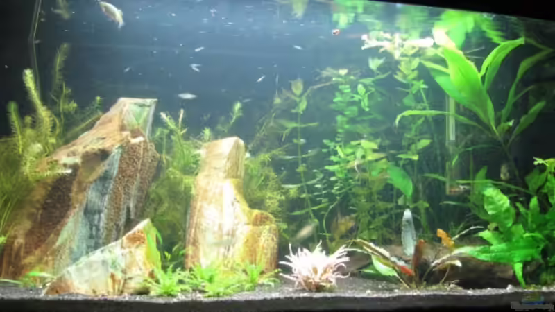 Aquarium Becken 11514 von gruenet (2)