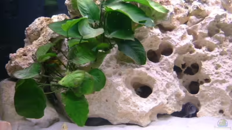 Aquarium Becken 11517 von rotarydriver (2)