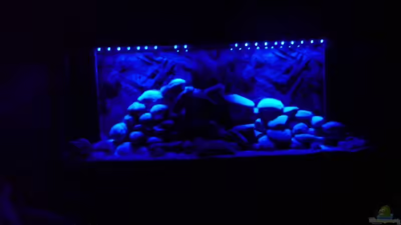 Aquarium Becken 11519 von Ahmet Degerli (5)