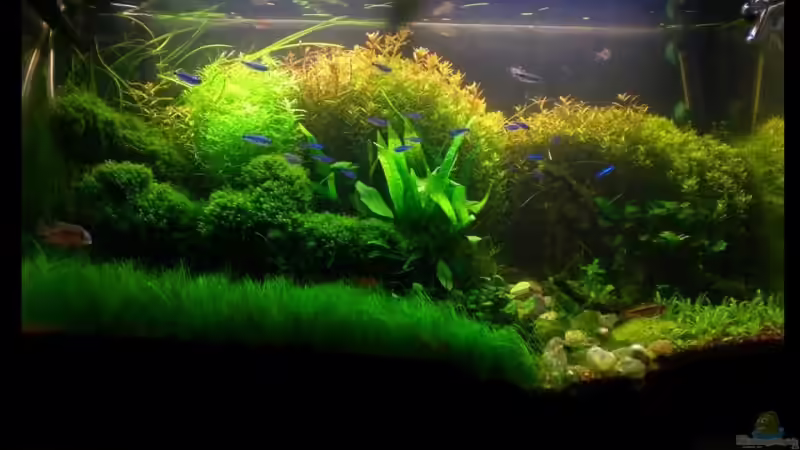 Aquarium Becken 11533 von Bob M. (2)