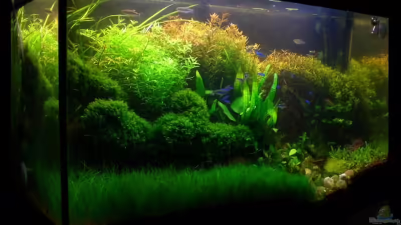 Aquarium Becken 11533 von Bob M. (3)