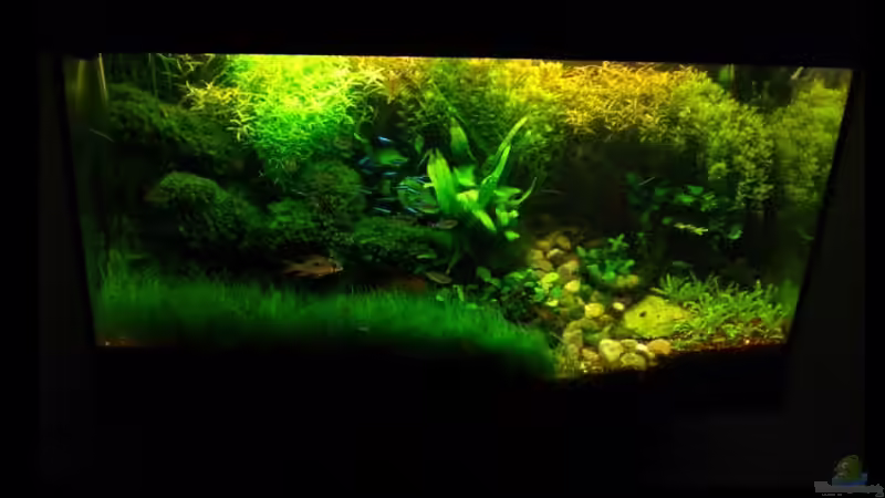 Aquarium Becken 11533 von Bob M. (6)