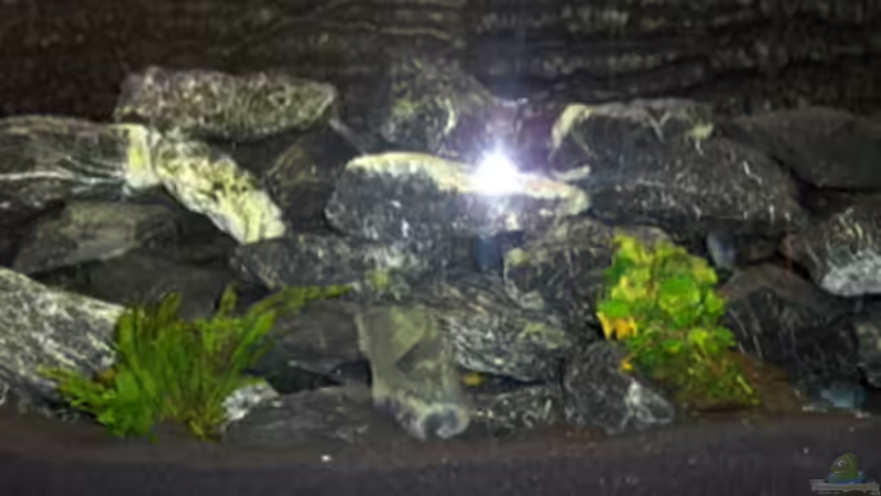 Aquarium Becken 11539 von rhinshev (2)