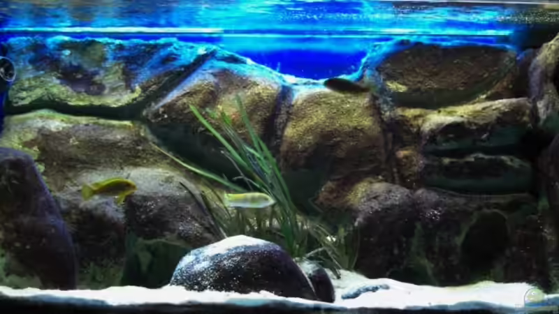 Aquarium Becken 11556 von jankov (3)