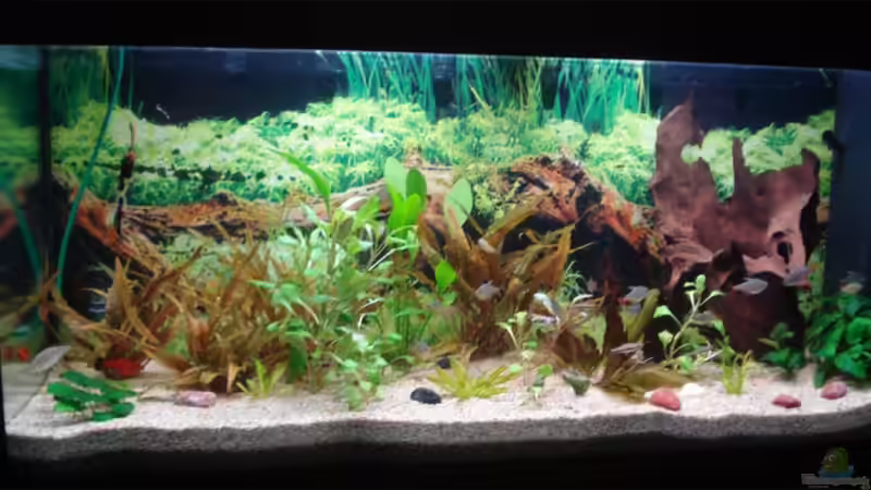 Aquarium Becken 11557 von Marco Klein (3)