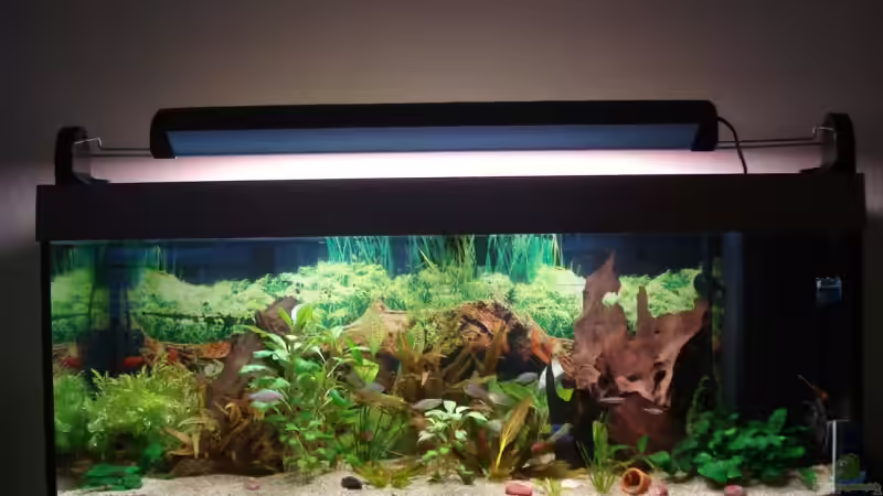 Aquarium Becken 11557 von Marco Klein (4)