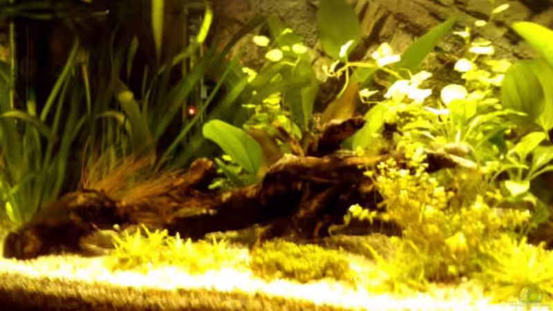 Aquarium Becken 11560 von Angelfish (4)