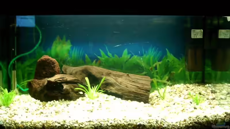 Aquarium Becken 1158 von Renate u. Hannes Seif (2)