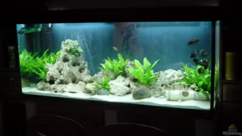 Aquarium Becken 116 von Sascha Schleicher (2)