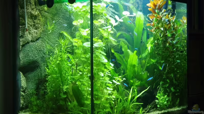 Aquarium Becken 11600 von Einecke (2)