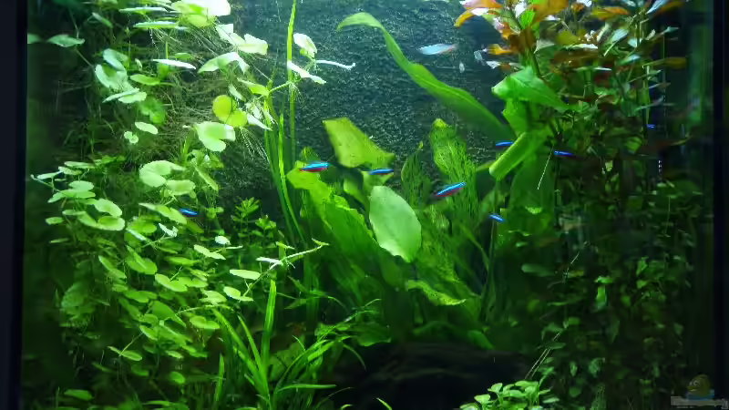 Aquarium Becken 11600 von Einecke (3)
