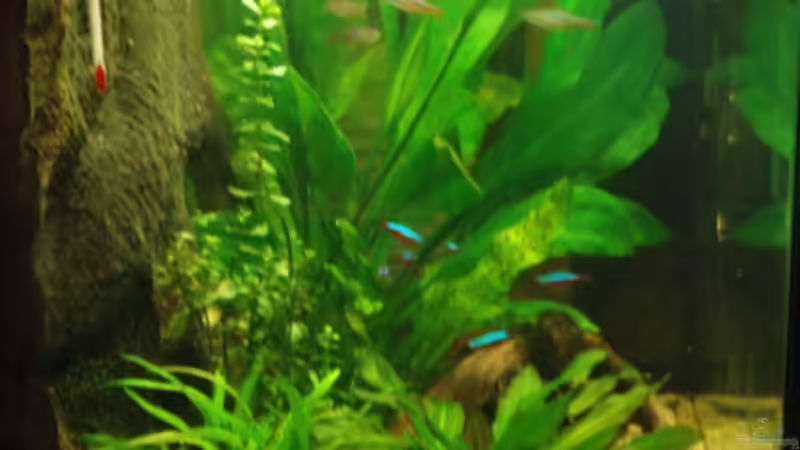 Aquarium Becken 11600 von Einecke (5)