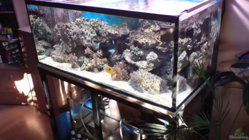 Aquarium Becken 11616 von Daniel Reichl (2)